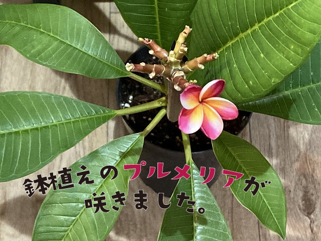 鉢植えのプルメリアが咲きました。