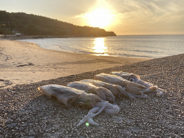 はじめてのイカ釣り（エギング）広島市コロリトゥーラ